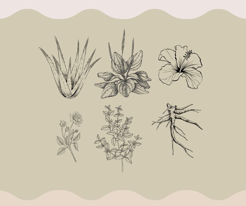 6 Cooling Herbs for Summer Hydration and Heat Relief