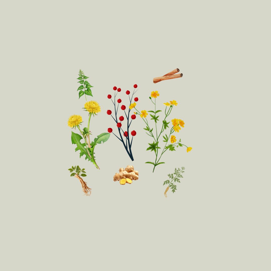 Herbal Support for Heavy, Prolonged Periods–The Menstrual Battle I Couldn’t Fight Alone
